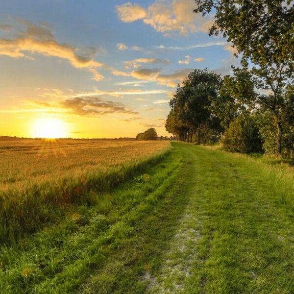 Wandel